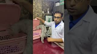 Tapeworms in cats treatment | Aliyan Vets