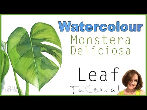 How to Paint a Monstera Deliciosa Leaf in Watercolour