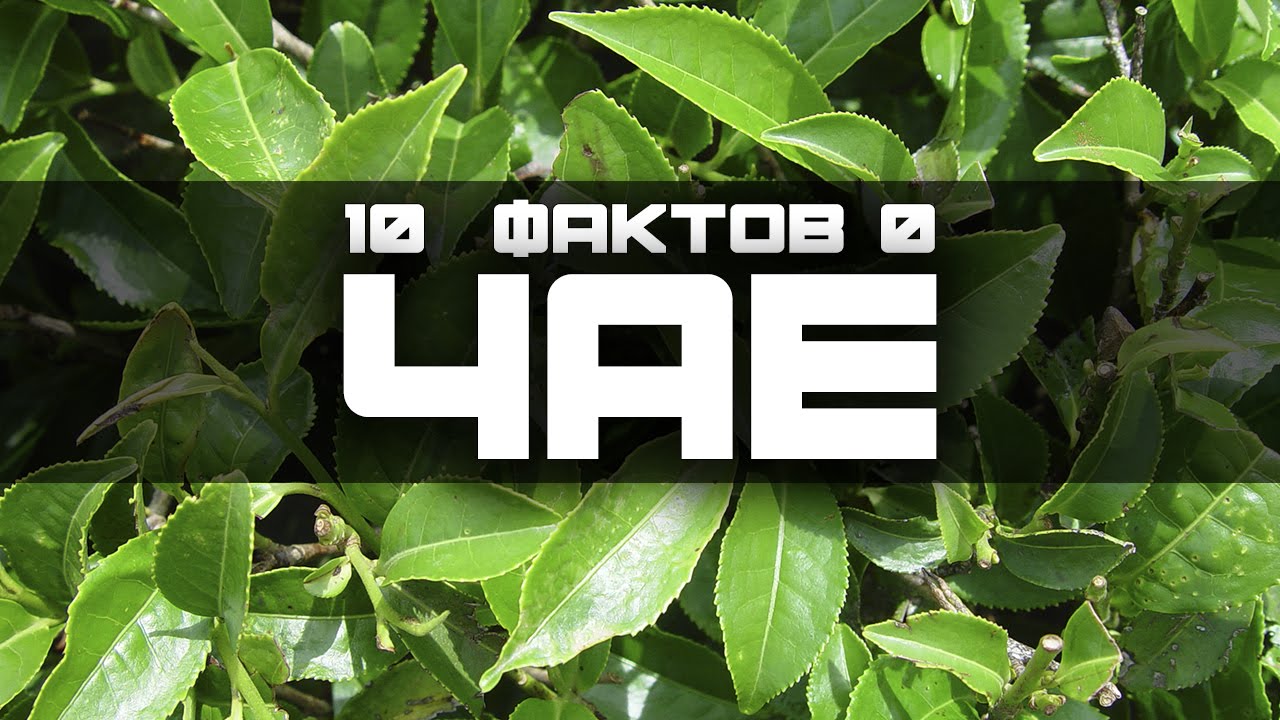 10 ИНТЕРЕСНЫХ ФАКТОВ О ЧАЕ (выпуск #24)