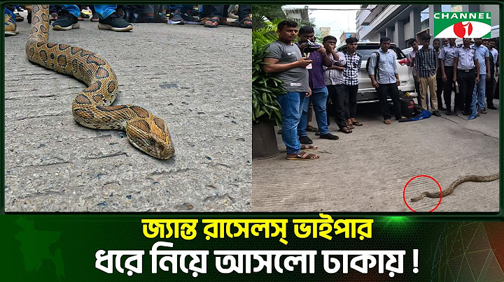 জ্যান্ত রাসেলস্ ভাইপার ধরে নিয়ে আসলো ঢাকায়!