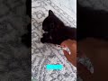 Baby Cat tries to prank owner - Pet Entertainment 🐾 Cat Lovers Only!