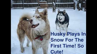 HUSKY PLAYS In The SNOW For The First Time! SO CUTE!