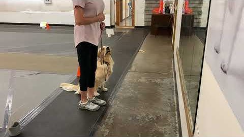 AKC Virtual Rally (AKC RNV5)