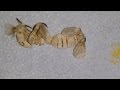 Silkworm mating and laying eggs