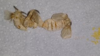 Silkworm mating and laying eggs