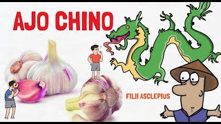 EL PODER DEL AJO CHINO: MEJORA LA CIRCULACIÓN, CEREBRO, COLESTEROL Y SISTEMA INMUNE. by Filii Asclepius 27,790 views 1 year ago 5 minutes, 54 seconds