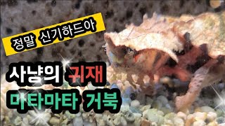 사육(거북이)_리얼한 마타마타의 사냥 방법