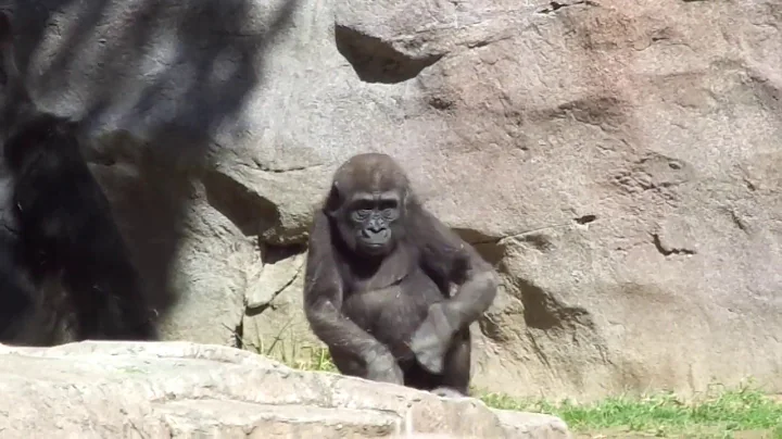 Gorilla Winston Family ゴリラ　ウィンストン家族　San Diego Safari Park 033019