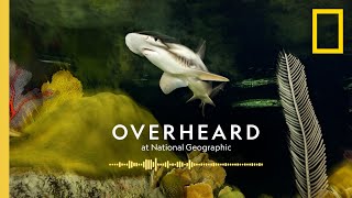 The Surprising Superpowers of Sharks | Podcast | Overheard at National Geographic