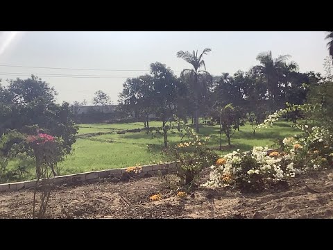 مزرعة للبيع ريفي 14 فدان و 3 قيراط زمام المنصورية علي الاسفلت مباشرة 