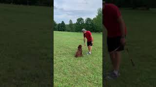 Sebastian, trained Labradoodle