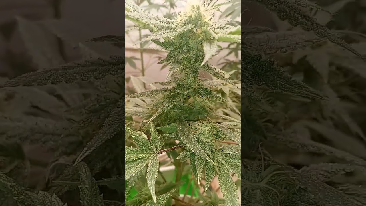 Aurora Bliss Donald Trump seeds.com farmer's choice variety pack really sticky week 4 and flower