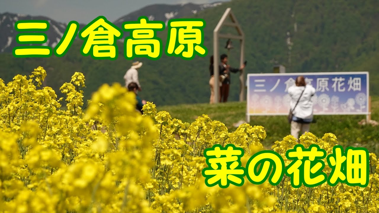 三ノ倉高原花畑 5月15日 日 菜の花 現在 5分咲 空撮 Youtube