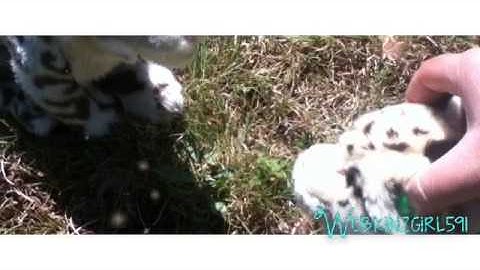 Shut Up and Dance - Webkinz Music Video MEP part 12 for autumnwebbie _.