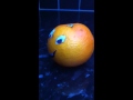 Annoying Orange He Will Mock You By ISHAAN Annoying Orange He Will Mock You By ISHAAN