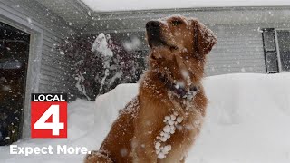 Tips to protect pets from extremely cold temperatures in Metro Detroit