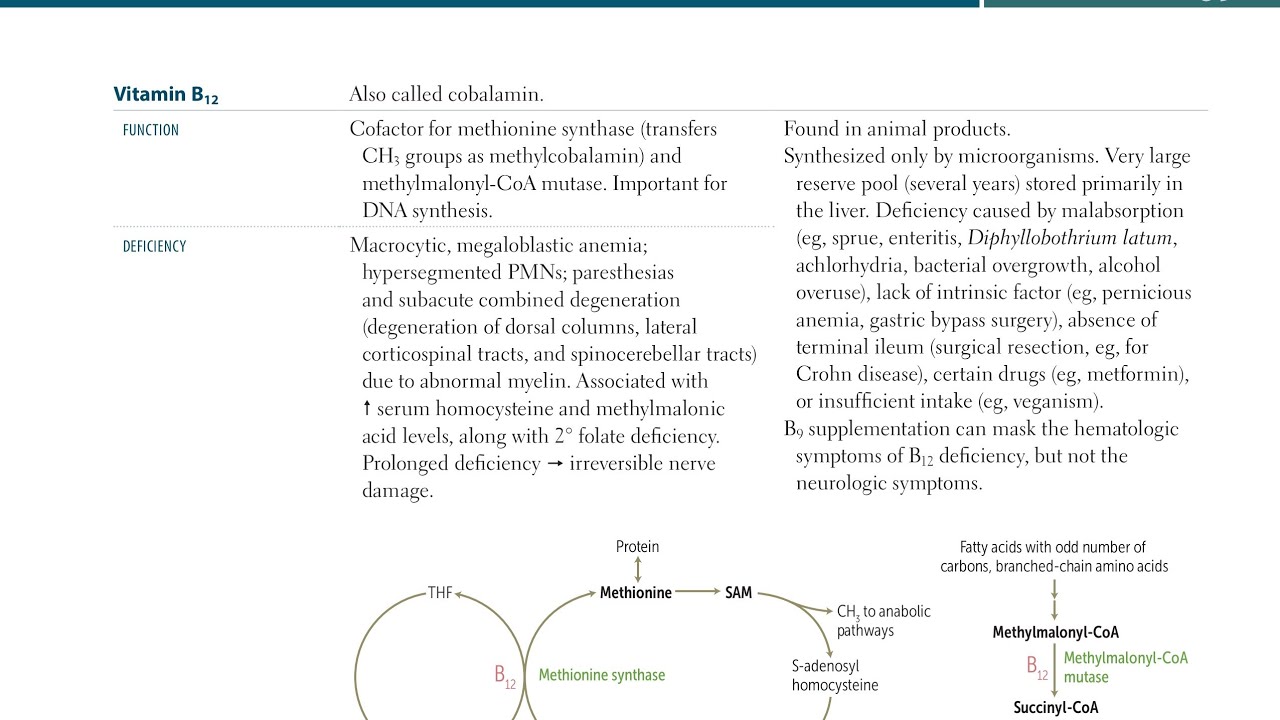 Vitamin B12 Biochemistry 11 First Aid USMLE Step 1 in Urdu/Hindi