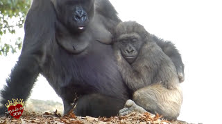 PRECIOUS MOMENT KIDS REACTS TO Gorilla Mama AT ZOO  ❤️❤️❤️