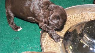 Royal Diamond Labradoodles Hope's Litter #1 First Meal HD.wmv by Royal Diamond Labradoodles 63 views 12 years ago 2 minutes, 25 seconds