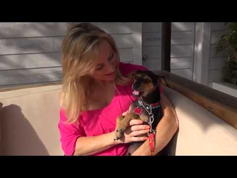 Video: Obdachloser, Der Sich Weigerte, Seinen Hund Aufzugeben, Bekommt Hilfe Von Der Rettungsorganisation