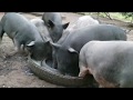 Como criar porco no sítio | Alimentação para porco caipira