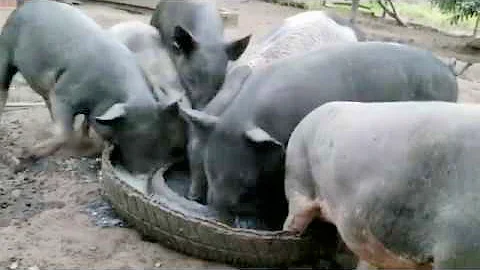 Como criar Porco Orgânico?