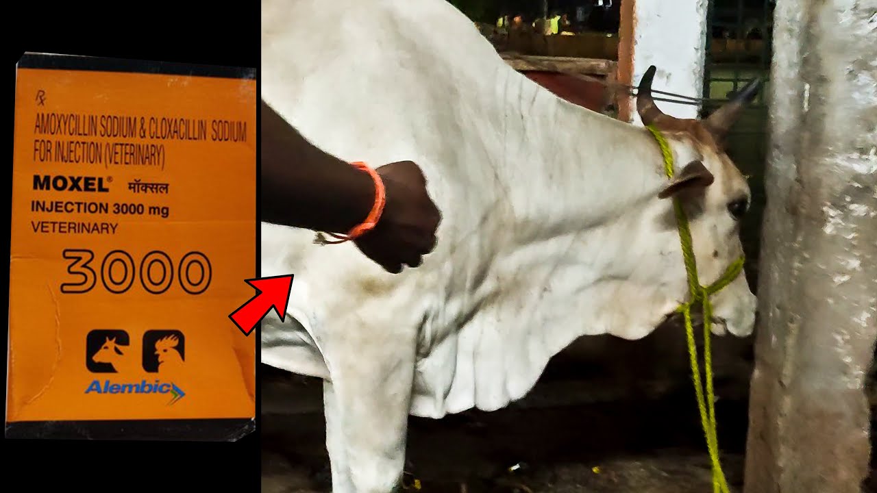 Cow Video | Moxel Injection 3000 Mg | Treatment For Cow Udder & Teats Problem