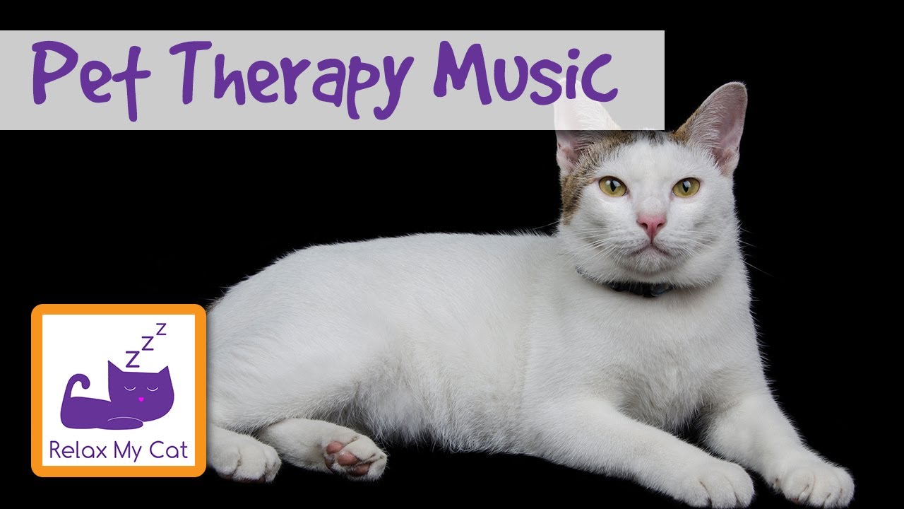 behaviour problems of drug abuse 30 Minutes of Pet Therapy Music, Music Therapy for Your Pets!