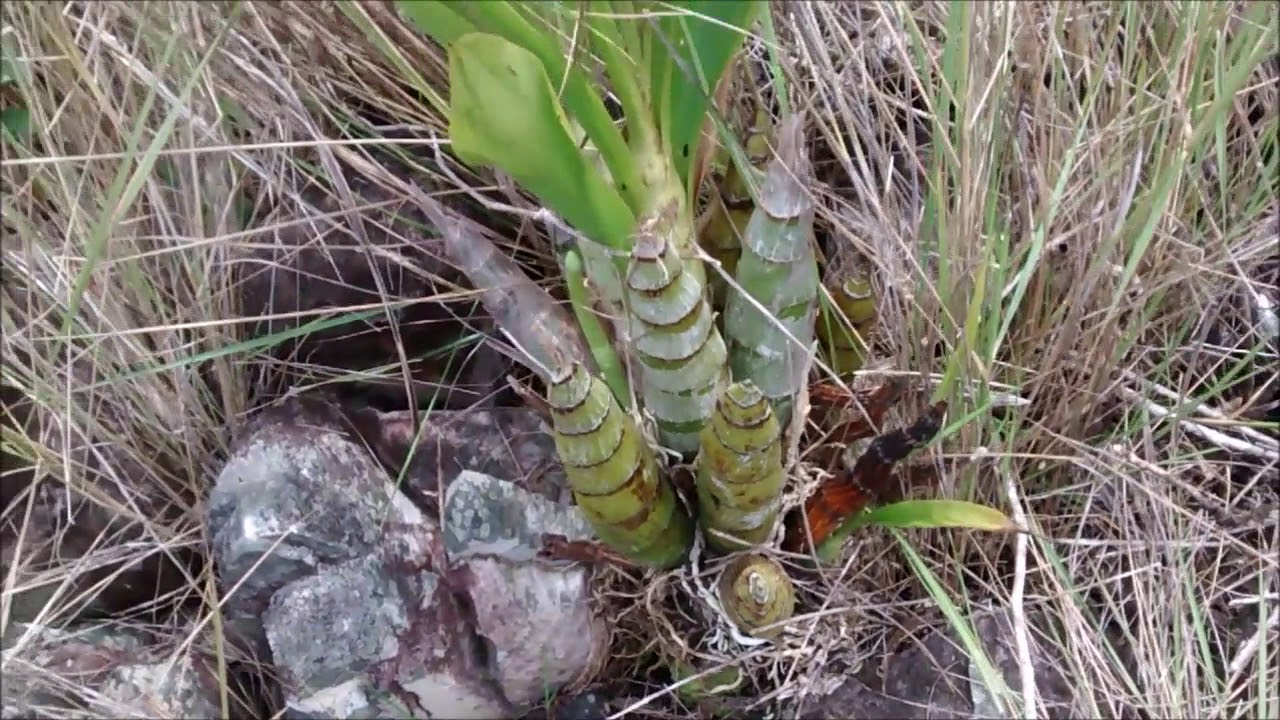 A PROCURA DE ORQUIDEAS