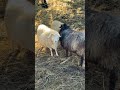 🐑 ♥️ 🐏 La natura è sempre grandiosa 👍
