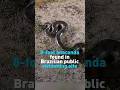 Massive 8-foot anaconda found in Brazilian public swimming site