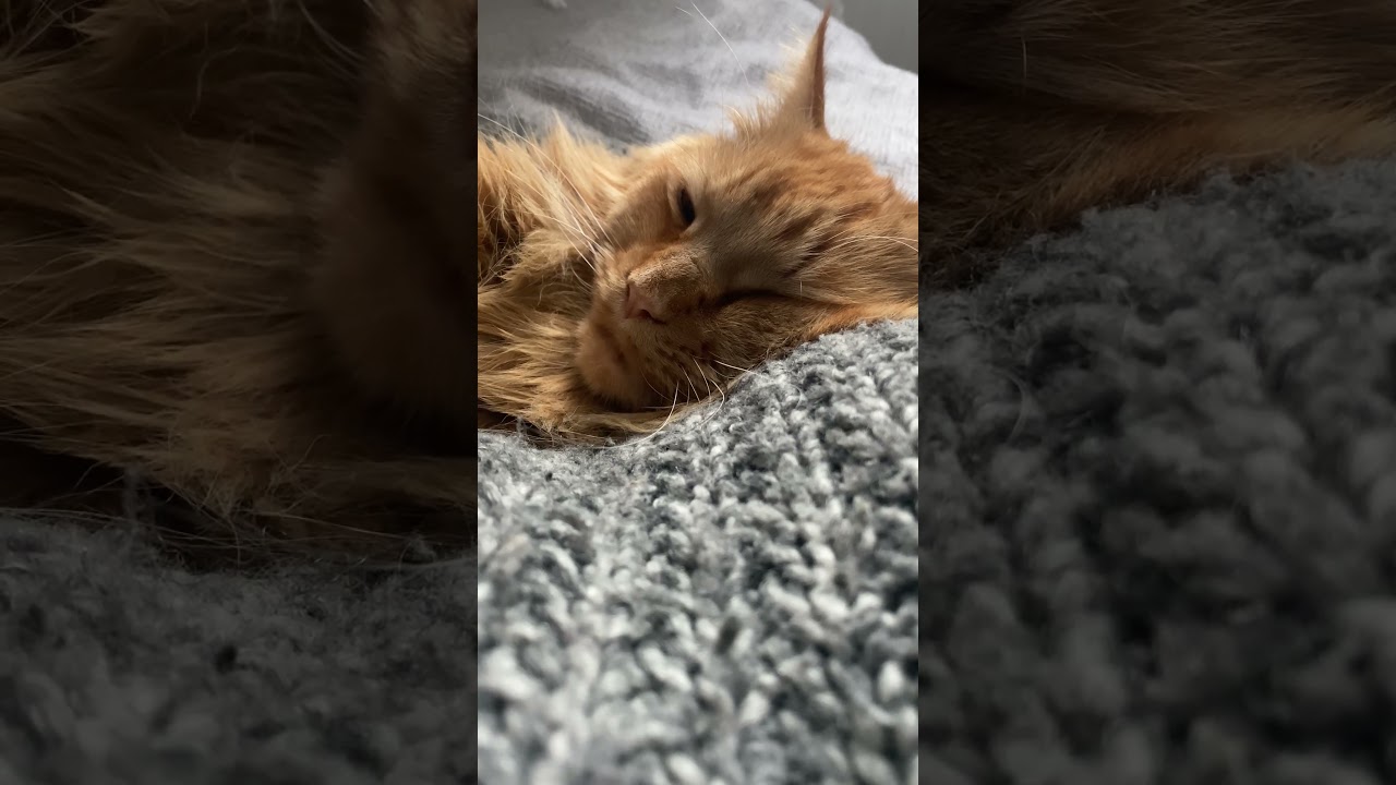 #Shorts The Magic of Sleep #mainecoon #healy #frequency #cat #kawaii #vibration #frequency #asmr