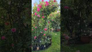 rose vlog 080923 Eden rose arch in summer, we will compare to 2024 in the future