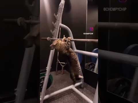 القطه بتتمرن تمرين عقله