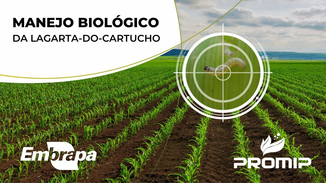 Manejo biológico da lagarta-do-cartucho - BACULOMIP SF