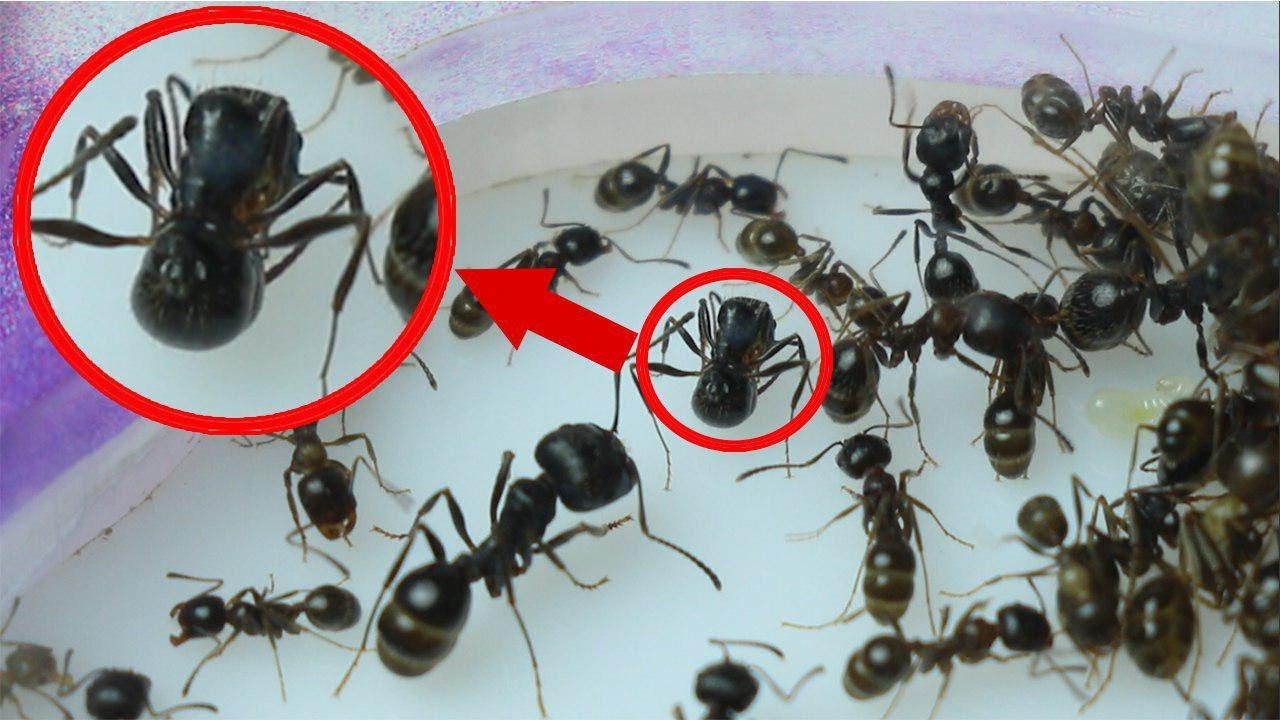 Почему умер муравей. Муравьи колония. Муравьиная матка.