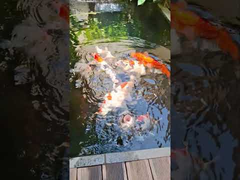 #fish #koifish #koifeeding #ikankoi