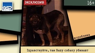 Здравствуйте, там Вашу собаку убивают | 15 апреля’15 Здравствуйте, там Вашу собаку убивают | 15 апреля’15