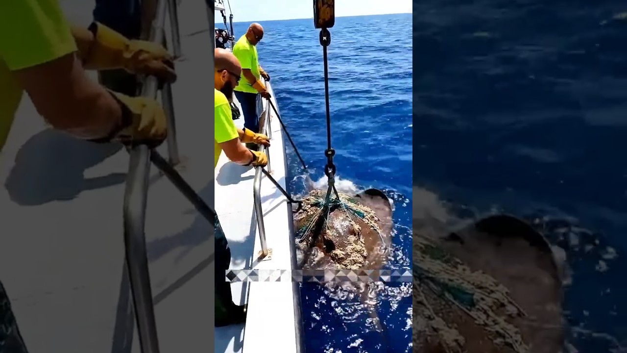 समुद्र में मिली विशाल Sting Ray की ऐसी हालत देखकर सब दंग रह गए! 😱 #Shorts #Ocean #shorts #fishing