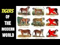 Tigers Of The Modern World  (Subspecies & Races)