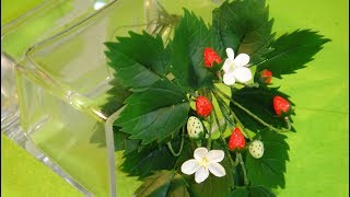 ЗЕМЛЯНИКА из ПОЛИМЕРНОЙ ГЛИНЫ. Делаем ягодки, цветочки и листья. ОЧЕНЬ ПРОСТО! Для начинающих ЗЕМЛЯНИКА из ПОЛИМЕРНОЙ ГЛИНЫ. Делаем ягодки, цветочки и листья. ОЧЕНЬ ПРОСТО! Для начинающих