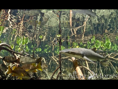 1-min Conservation: Lemon Sharks (English)