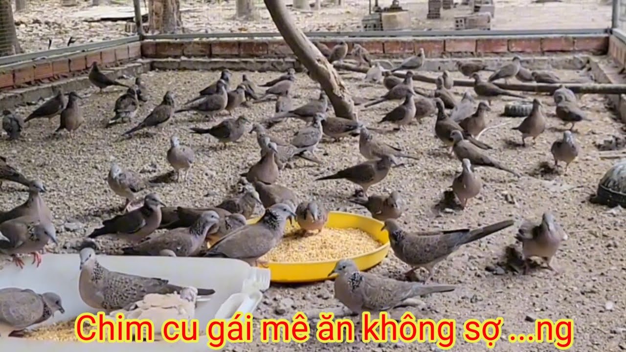 Tới ngày xuống chim non và ngồi chơi nhìn chim cu gái thấy vui...m