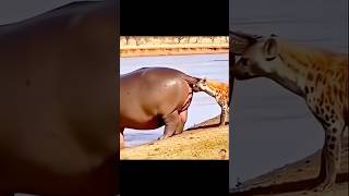 Hippo Blasts Poop At Hyena You Wont Believe This Wild Moment