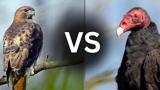Celebrity Learn to Identify HAWK vs VULTURE in 4 Minutes Net Worth