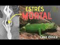 ESTRÉS MORTAL// Estrés en Iguanas// TX Reptil