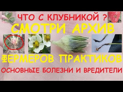 Видео: Информация о фиолетовой клубнике - узнайте о выращивании фиолетовой клубники в саду