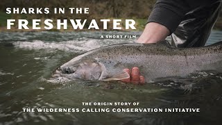 SHARKS IN THE FRESHWATER | A SHORT FILM | The Wilderness Calling Conservation Initiative Story