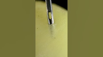 Apricots and Needle | Macro #satisfying #macro #asmr #asmreating #closeup #zoom