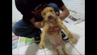 American Brazilian Pit Bull Dance